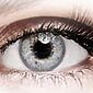 Bella Misty Gray