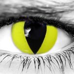 Yellow Cat Halloween Contacts Yellow Cat Halloween Contacts
